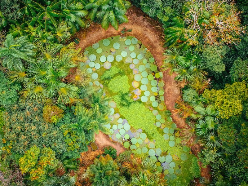 Botanical Gardens, Manaus