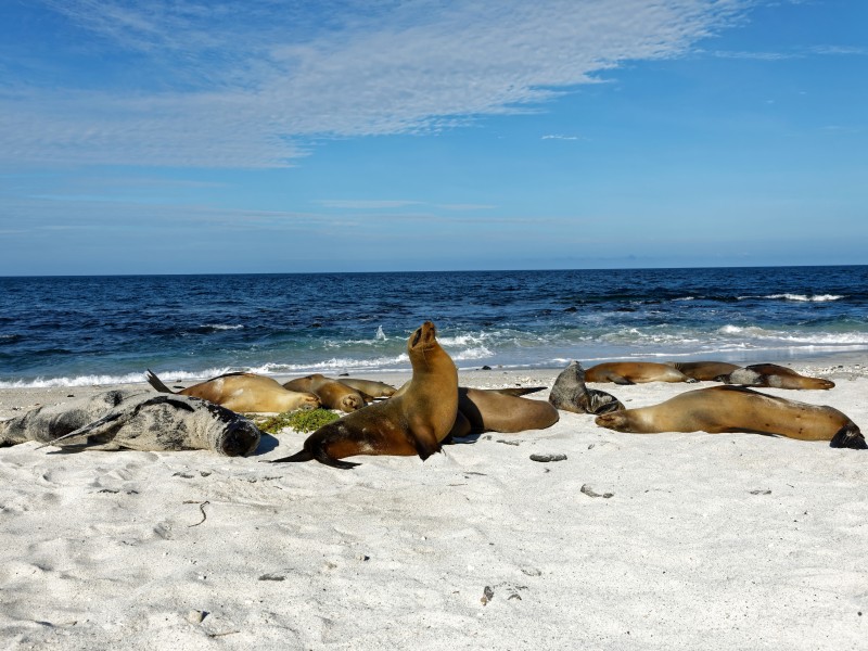 Seelöwen auf Insel Mosquera