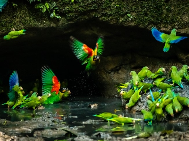 Napo Wildlife Center