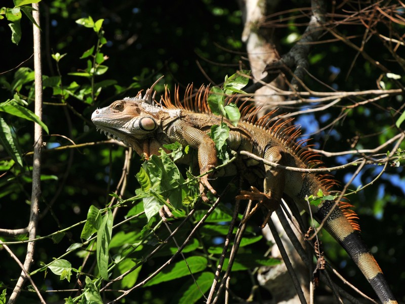 Mawamba Lodge - Iguana