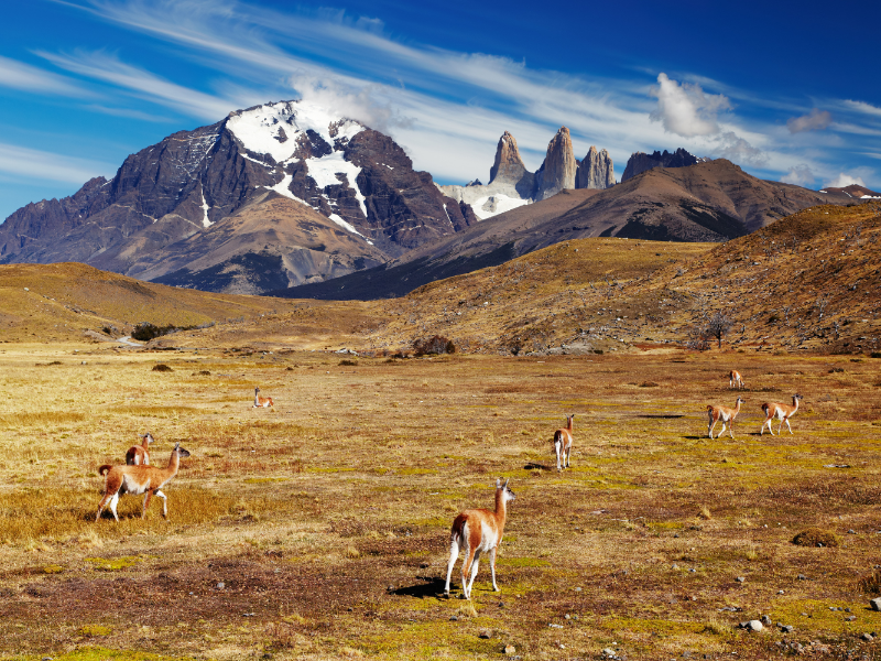 Las Torres und Guanacos