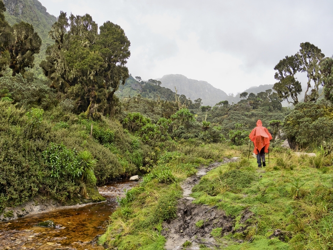 Wanderer - Ruwenzori-Gebirge - Uganda