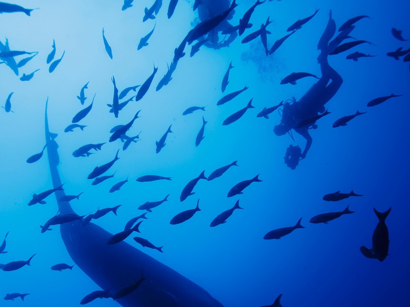 Den Fischen sehr nah (Foto Zhang Fang)