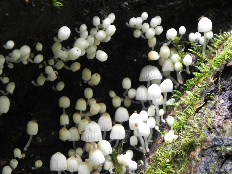 Pilze Monte Verde
