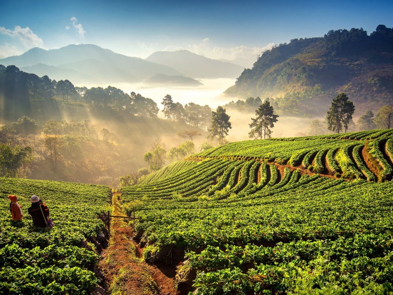 Thailand - Chiang mai - Rice fields