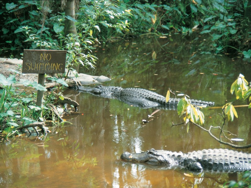 USA - Florida - Everglades