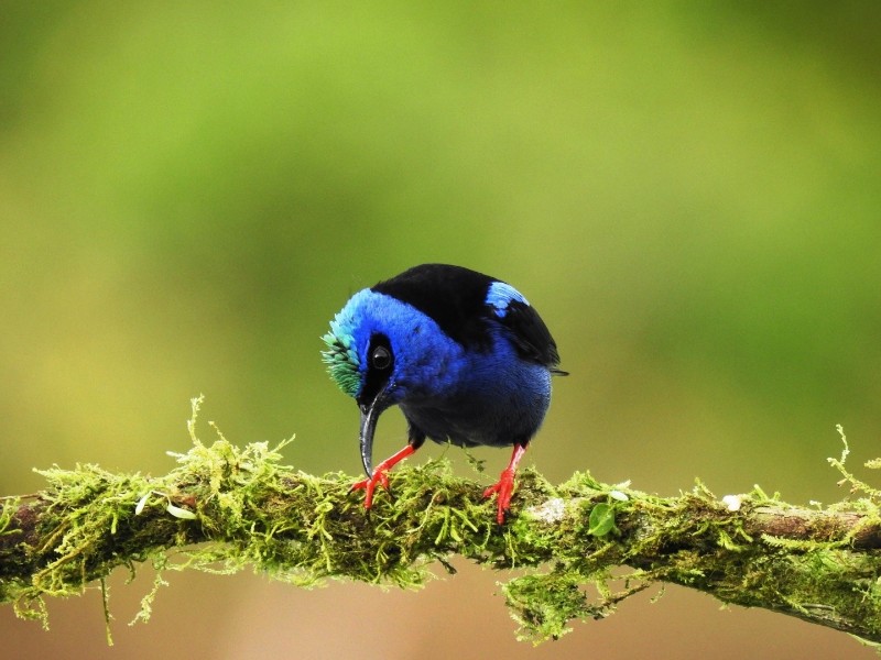 Maquenque Eco Lodge - Türkisnaschvogel