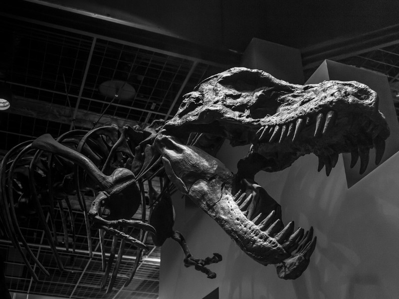 History Museum 
