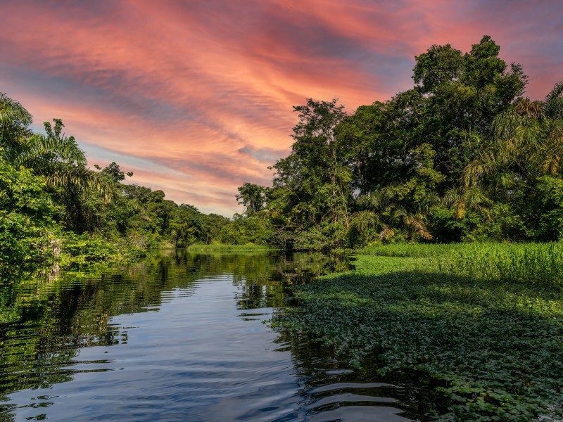 Header Tortuguero