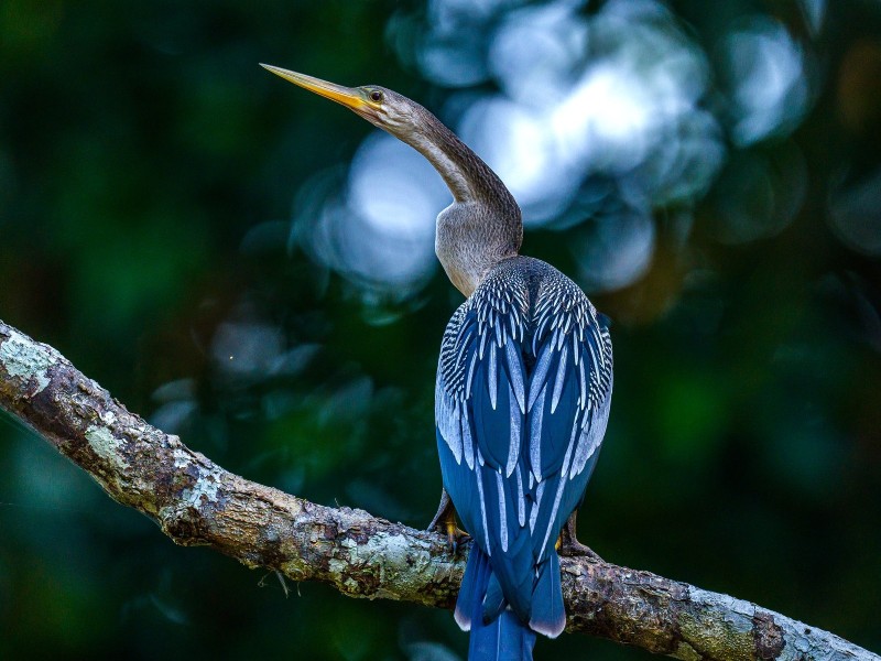 Artenvielfalt des Amazonas