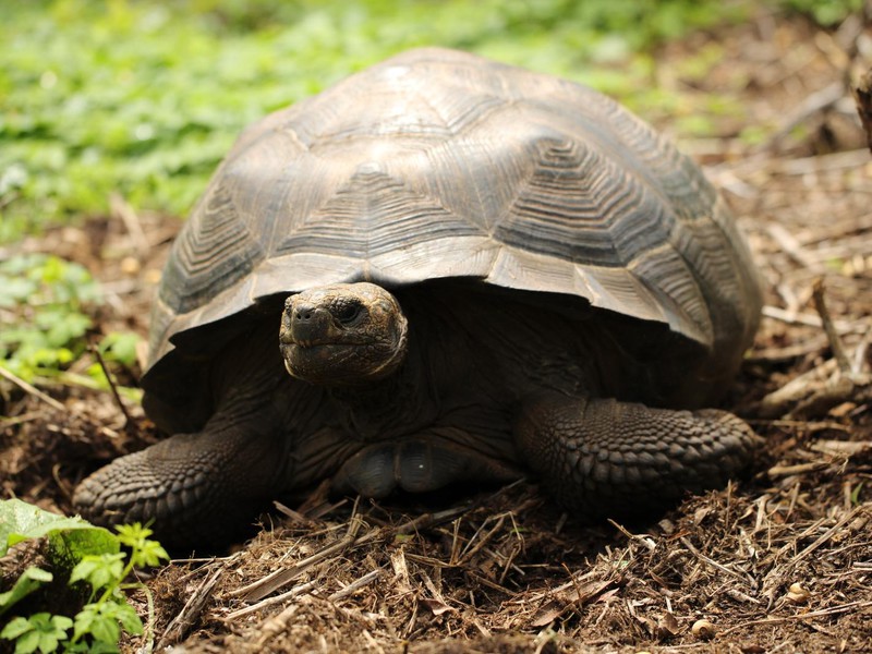 Galápagos-Riesenschildkröte Santa Cruz