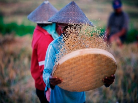 Vietnam - rice fields