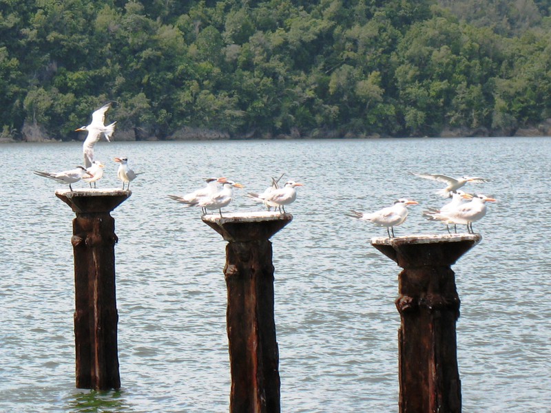 Los Haitises Nationalpark - Möven
