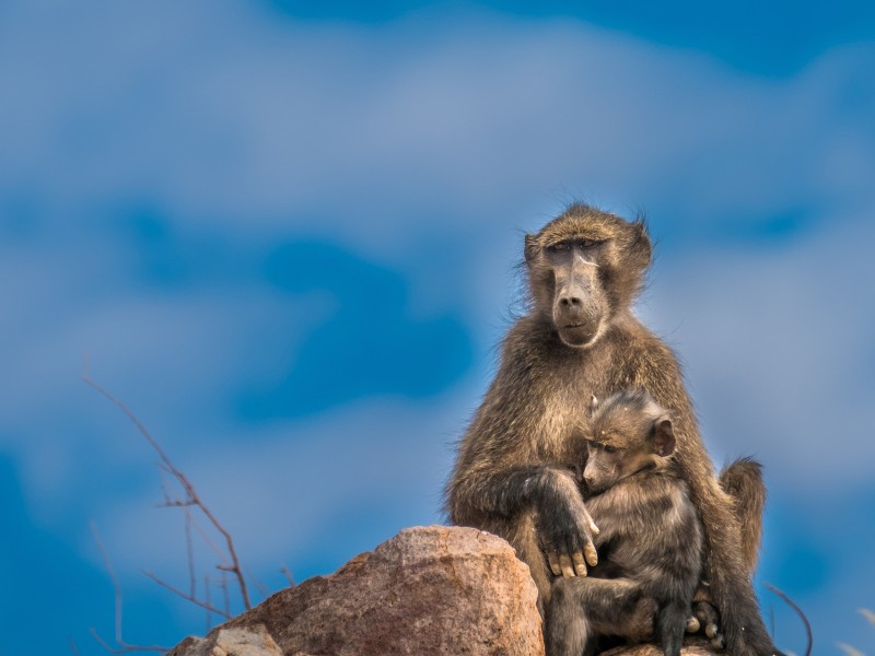 Namibia - monkey