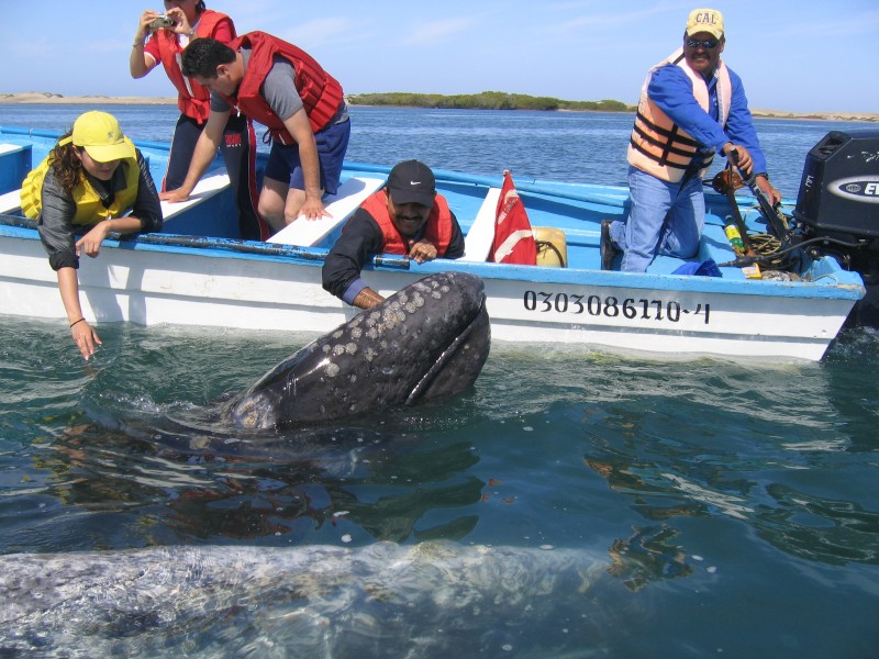 Guerrero Negro - Walbeobachtung