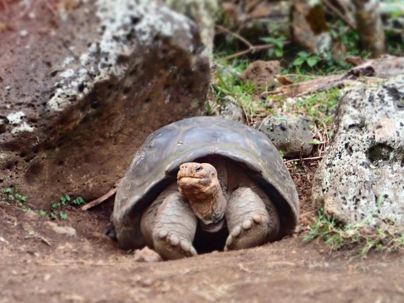 Riesenschildkröte auf Floreana