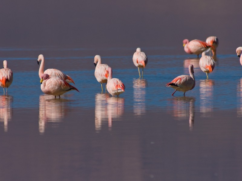 Salar de Atacama