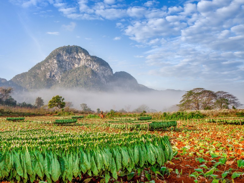Cuba - Vinales