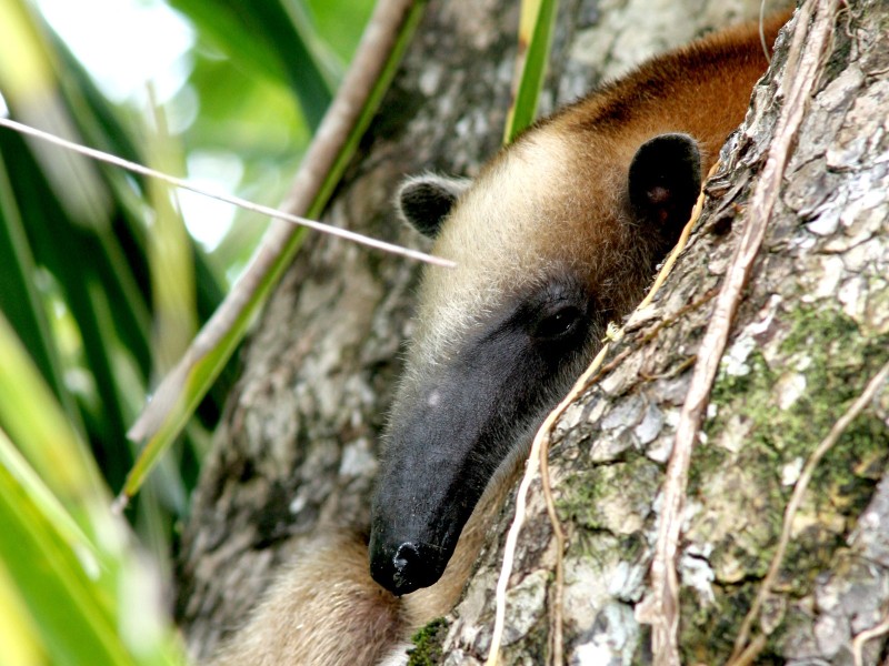 Corcovado Nationalpark - Ameisenbär