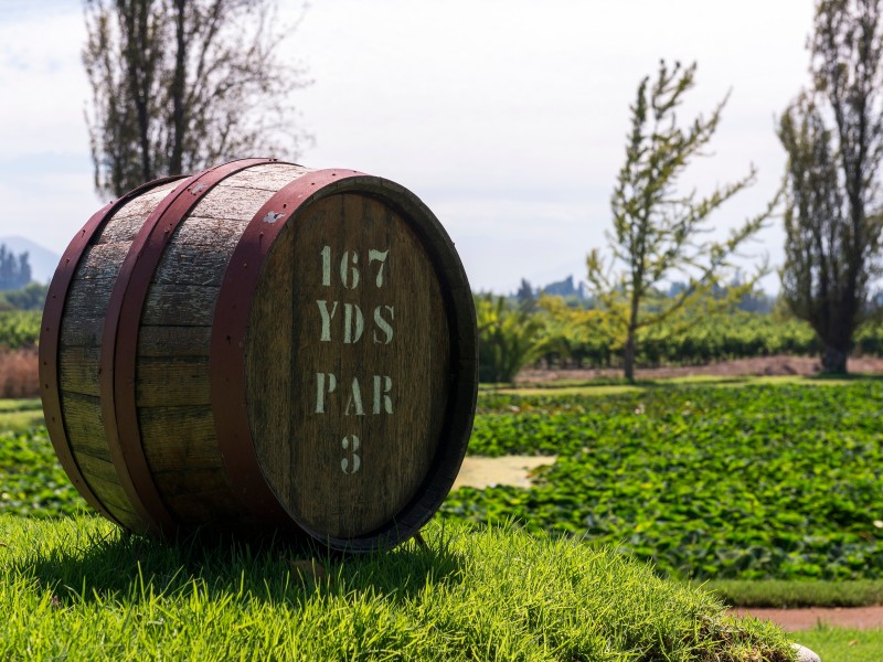 Santa Rita Vineyard