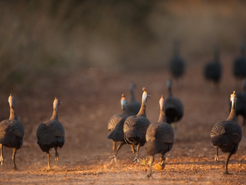 South Africa - Hoedspruit
