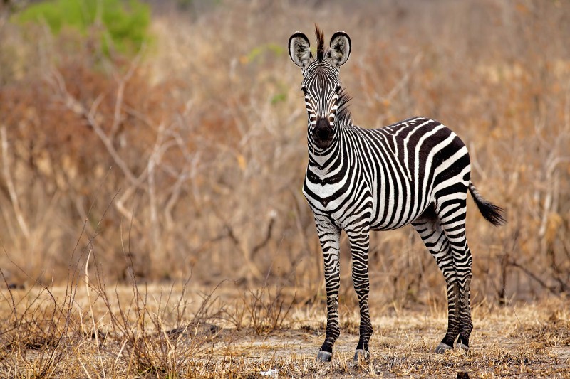 Mikumi Game Drive