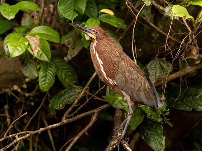 Vogelbeobachtung