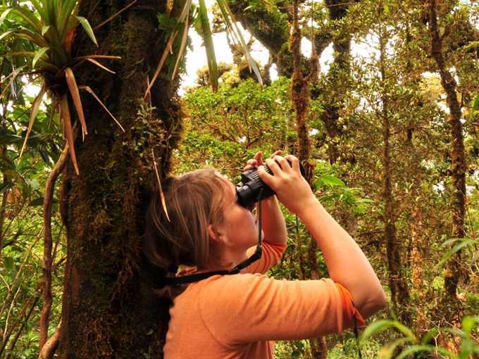 Mount Totumas - Birding