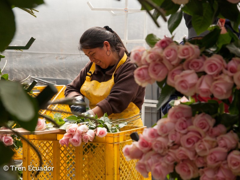 Ecuador - Indianerin auf Rosen Hacienda