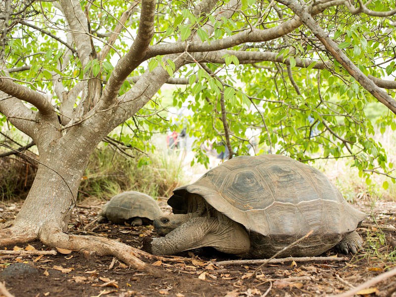 Wilde Riesenschildkröten auf Santa Cruz