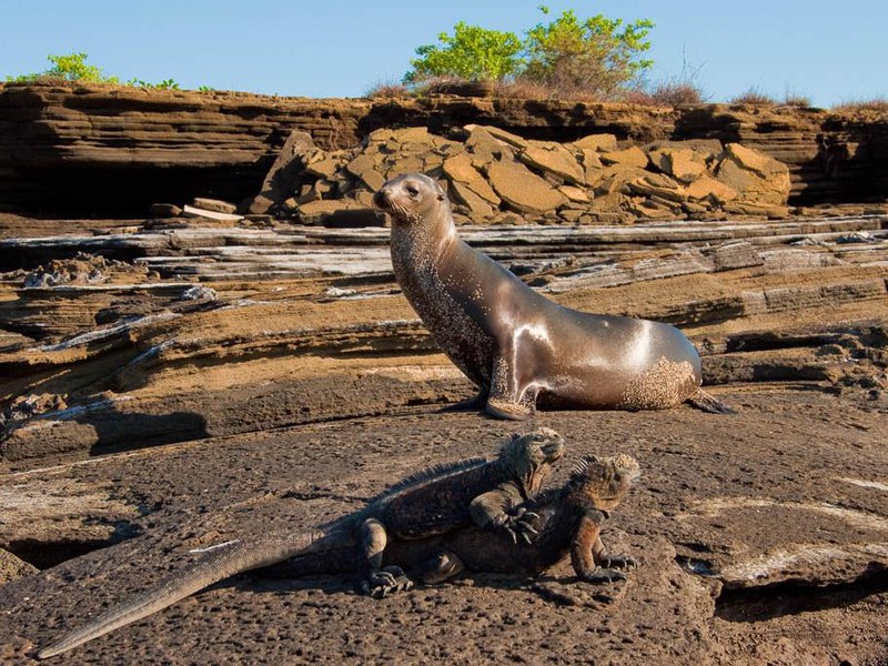 Puerto Egas auf der Insel Santiago