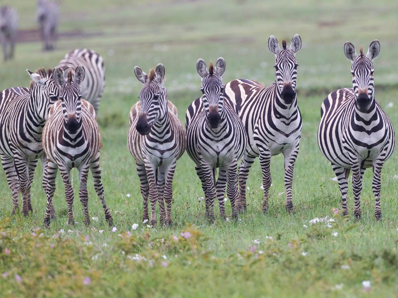 Zebras
