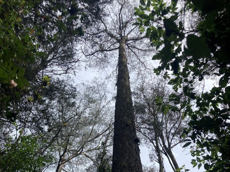 Peguche 100-jähriger Baum