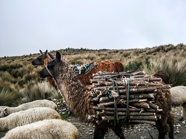 Lama