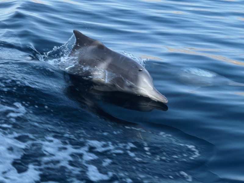 Dolphin 5