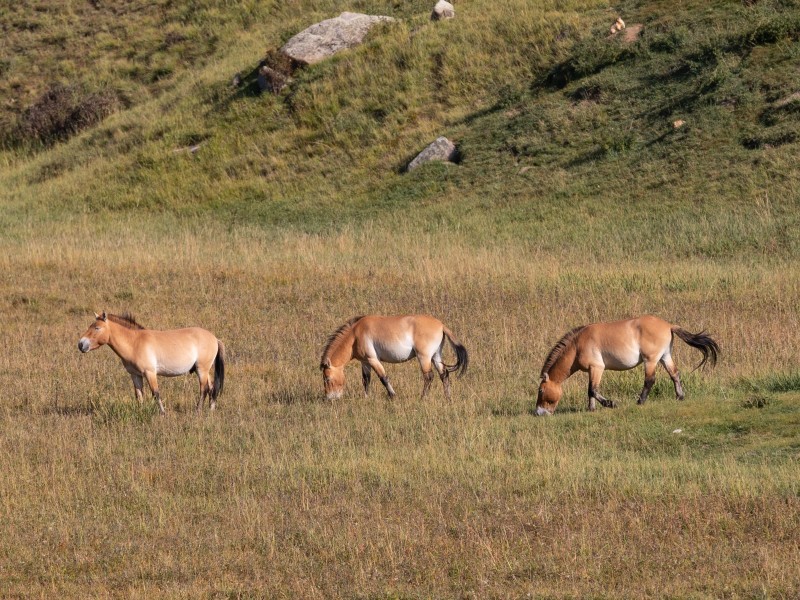 Pzewalski-Pferde im Hustai-Nationalpark