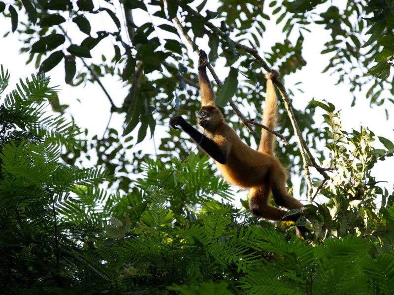 Arenal - Kletterkünstler