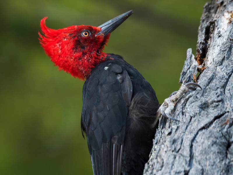 Torres del Paine - Specht