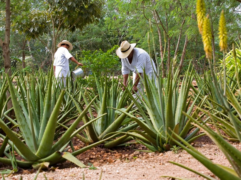 Hacienda Santa Rosa - Henequen Arbeiter