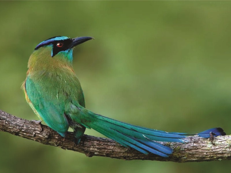 Nueva Altía - Vogel