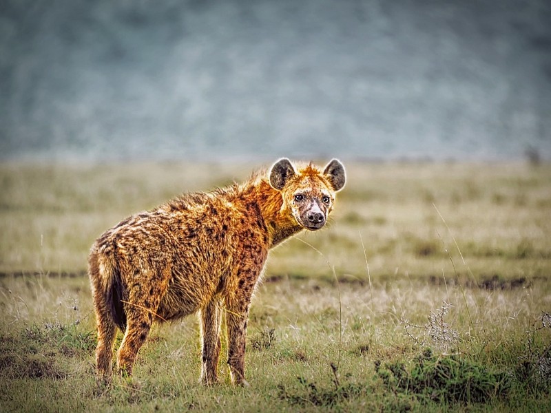 Wild Nature