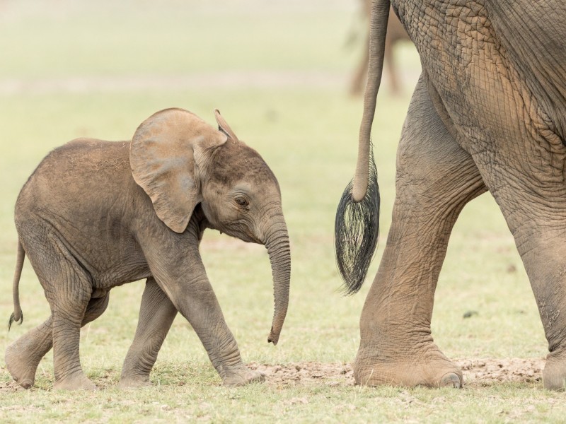 Kenya - Amboseli NP