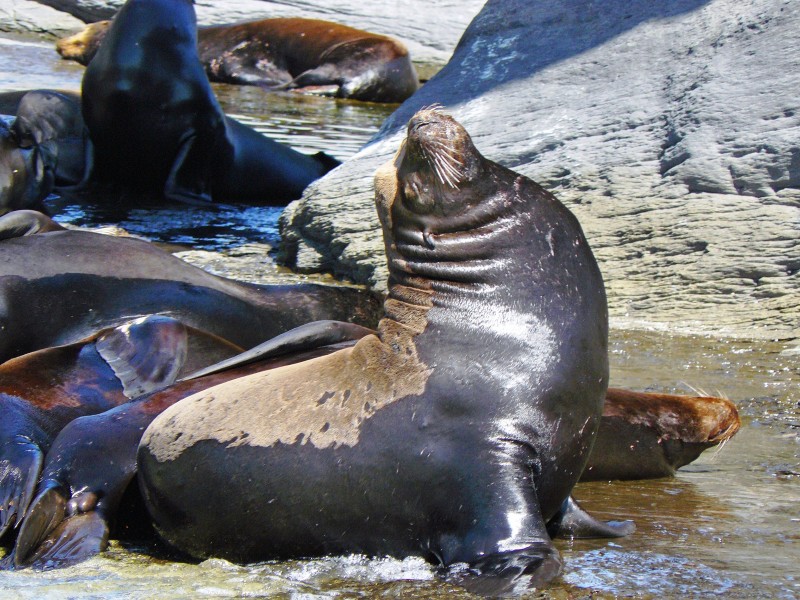 La Paz - Seelöwe