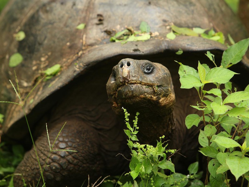Riesenschildkröte im Hochland