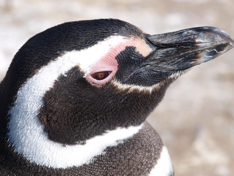 Puerto Madryn - Pinguin