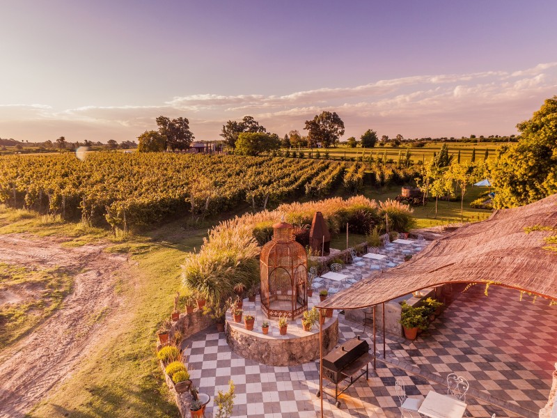 Finca Narbona - Weinfelder