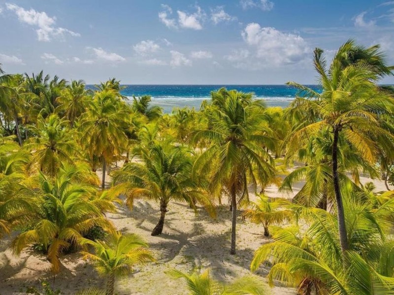 Pelican Beach Resort - Palmen am Strand