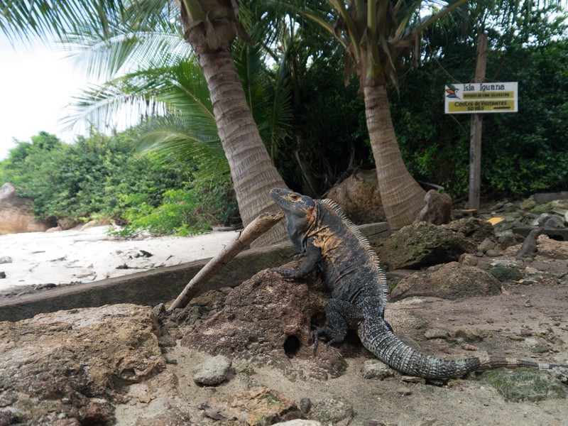 Leguane auf Insel Iguana