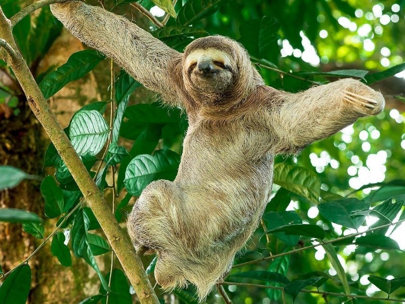 Mangrove Boat Tour Damas Island