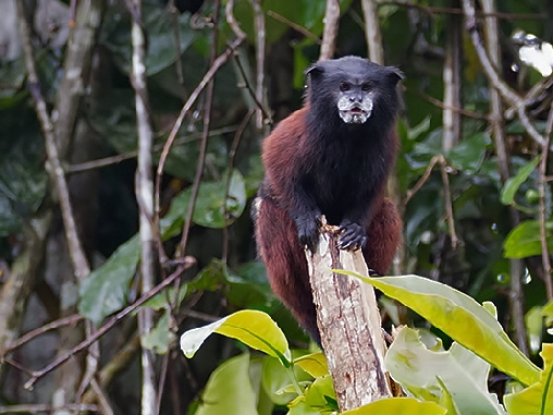 Braunrückentamarin